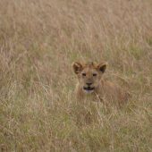  Ngorongoro Crater, TZ